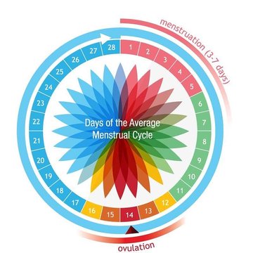 Menstrual Cycle